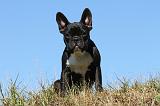 BOULEDOGUE FRANCAIS 522